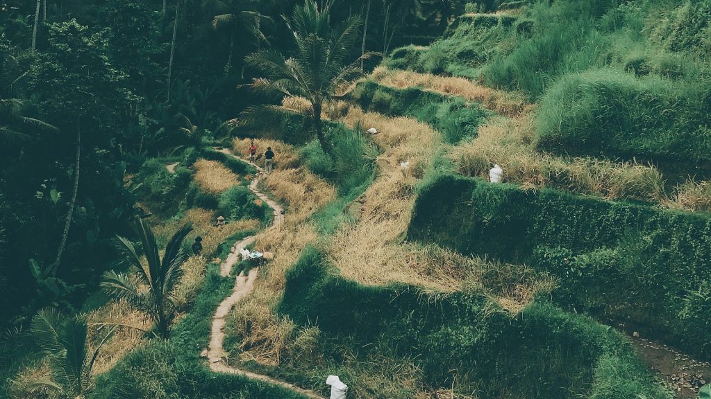 tegalalang rice terrace
