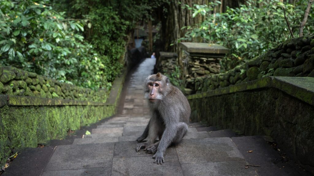 Monkey Forest