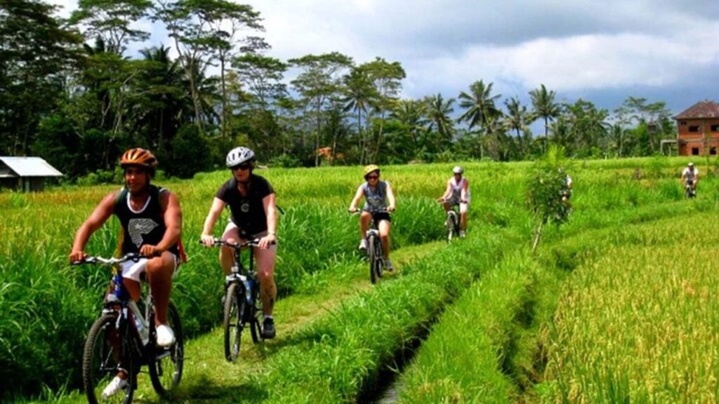 Cycle Through Ubud's Rice Fields
