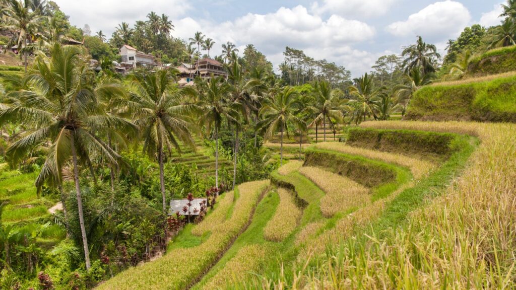 Tegalalang Rice Terrace