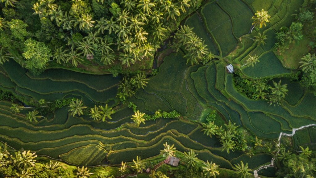 Tegalalang Rice Terrace